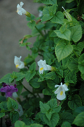 Lovely White Torenia (Torenia 'Lovely White') at Lakeshore Garden Centres