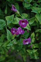 Summer Wave Amethyst Torenia (Torenia 'Summer Wave Amethyst') at Lakeshore Garden Centres