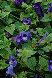 Summer Wave Blue Torenia (Torenia 'Summer Wave Blue') at Lakeshore Garden Centres