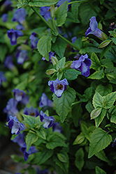 Torrie Blue Torenia (Torenia 'Torrie Blue') at Lakeshore Garden Centres