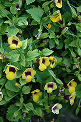 Golden Moon Torenia (Torenia 'Golden Moon') at Lakeshore Garden Centres
