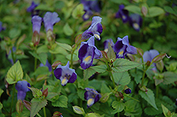 Indigo Moon Torenia (Torenia 'Indigo Moon') at Lakeshore Garden Centres