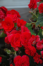 Barkos Begonia (Begonia 'Barkos') at Lakeshore Garden Centres
