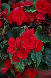 Baladin Begonia (Begonia 'Baladin') at Lakeshore Garden Centres