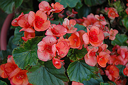 Brigitte Begonia (Begonia x hiemalis 'Brigitte') at Lakeshore Garden Centres