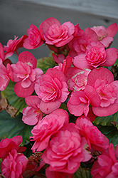 Dragone Dusty Rose Begonia (Begonia x hiemalis  'Dragone Dusty Rose') at Lakeshore Garden Centres