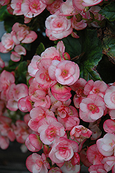 Camilla Begonia (Begonia x hiemalis 'Camilla') at Lakeshore Garden Centres