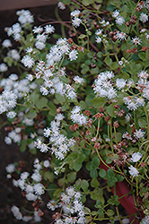 Monarch Grande Snowfall Flossflower (Ageratum 'Monarch Grande Snowfall') at Lakeshore Garden Centres