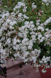 Monarch Mediano Powdered Sugar Flossflower (Ageratum 'Monarch Mediano Powdered Sugar') at Lakeshore Garden Centres
