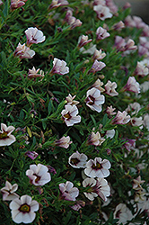 MiniFamous Purple Sand Calibrachoa (Calibrachoa 'MiniFamous Purple Sand') at Lakeshore Garden Centres