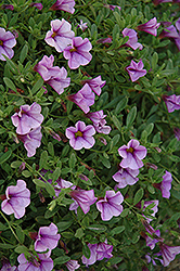 MiniFamous Lavender Blue Calibrachoa (Calibrachoa 'MiniFamous Lavender Blue') at Lakeshore Garden Centres