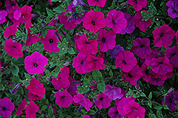 Tidal Wave Purple Petunia (Petunia 'Tidal Wave Purple') at Lakeshore Garden Centres