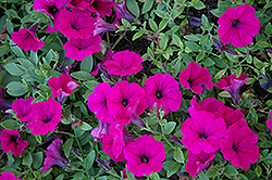 Wave Purple Classic Petunia (Petunia 'Wave Purple Classic') at Lakeshore Garden Centres