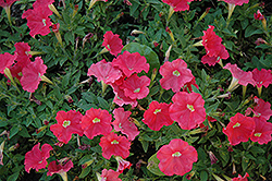 Picobella Cascade Salmon Petunia (Petunia 'Picobella Cascade Salmon') at Lakeshore Garden Centres