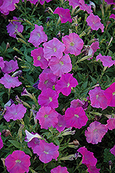 Picobella Cascade Lavender Petunia (Petunia 'Picobella Cascade Lavender') at Lakeshore Garden Centres