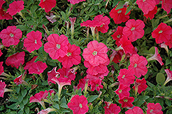 Picobella Cascade Coral Petunia (Petunia 'Picobella Cascade Coral') at Lakeshore Garden Centres