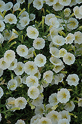 Pop Rocks Yellow Petunia (Petunia 'Pop Rocks Yellow') at Lakeshore Garden Centres