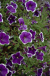 Rhythm And Blues Petunia (Petunia 'Rhythm And Blues') at Lakeshore Garden Centres