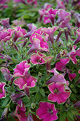 Lime Light Petunia (Petunia 'Lime Light') at Lakeshore Garden Centres