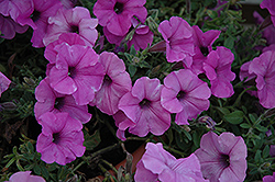Suncatcher Dark Lavender Vein Petunia (Petunia 'Suncatcher Dark Lavender Vein') at Lakeshore Garden Centres