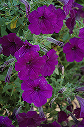 Fame Blue Petunia (Petunia 'Fame Blue') at Lakeshore Garden Centres