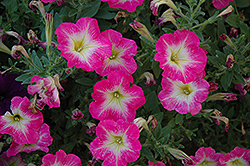 Fame Dark Pink Morn Petunia (Petunia 'Fame Dark Pink Morn') at Lakeshore Garden Centres