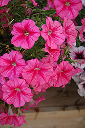 Fame Pink Star Petunia (Petunia 'Fame Pink Star') at Lakeshore Garden Centres