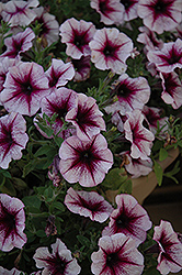 Fame Violet Dark Eye Petunia (Petunia 'Fame Violet Dark Eye') at Lakeshore Garden Centres