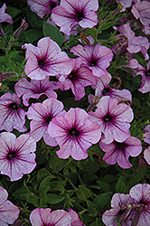 Famous Lilac Dark Vein Petunia (Petunia 'Famous Lilac Dark Vein') at Lakeshore Garden Centres