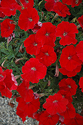 Famous Firestorm Petunia (Petunia 'Famous Firestorm') at Lakeshore Garden Centres