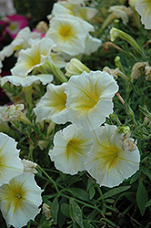 Fame Yellow Petunia (Petunia 'Fame Yellow') at Lakeshore Garden Centres