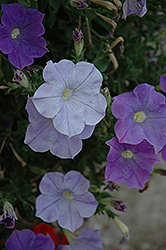 Fame Sky Blue Petunia (Petunia 'Fame Sky Blue') at Lakeshore Garden Centres