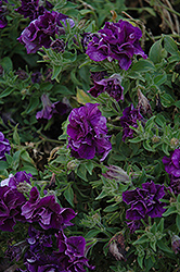 SweetSunshine Dark Blue Petunia (Petunia 'SweetSunshine Dark Blue') at Lakeshore Garden Centres