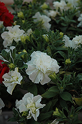 SweetSunshine White Petunia (Petunia 'SweetSunshine White') at Lakeshore Garden Centres