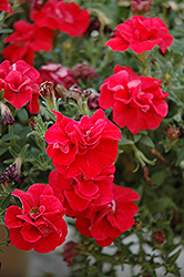 SweetSunshine Red Petunia (Petunia 'SweetSunshine Red') at Lakeshore Garden Centres