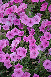 Pop Rocks Lavender Petunia (Petunia 'Pop Rocks Lavender') at Lakeshore Garden Centres
