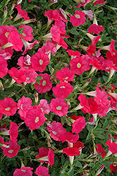 Pop Rocks Coral Petunia (Petunia 'Pop Rocks Coral') at Lakeshore Garden Centres
