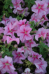 Paparazzi Glamour Pink Petunia (Petunia 'Paparazzi Glamour Pink') at Lakeshore Garden Centres