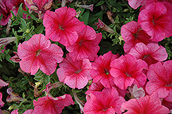 Paparazzi Fashion Cherry Petunia (Petunia 'Paparazzi Fashion Cherry') at Lakeshore Garden Centres