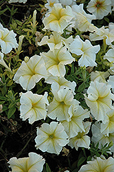 Paparazzi Glitz Yellow Petunia (Petunia 'Paparazzi Glitz Yellow') at Lakeshore Garden Centres