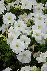 Paparazzi White Diamonds Petunia (Petunia 'Paparazzi White Diamonds') at Lakeshore Garden Centres