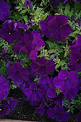Paparazzi Midnight Blue Petunia (Petunia 'Paparazzi Midnight Blue') at Lakeshore Garden Centres