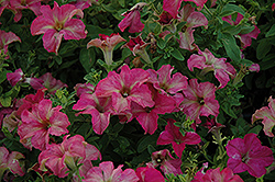 Paparazzi Rodeo Rose Petunia (Petunia 'Paparazzi Rodeo Rose') at Lakeshore Garden Centres