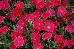 Taffy Watermelon Petunia (Petunia 'Taffy Watermelon') at Lakeshore Garden Centres