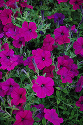 Taffy Grape Petunia (Petunia 'Taffy Grape') at Lakeshore Garden Centres