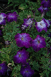 Sophistica Blue Morn Petunia (Petunia 'Sophistica Blue Morn') at Lakeshore Garden Centres