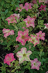 Sophistica Antique Shades Petunia (Petunia 'Sophistica Antique Shades') at Lakeshore Garden Centres