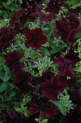 Sophistica Blackberry Petunia (Petunia 'Sophistica Blackberry') at Lakeshore Garden Centres