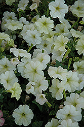 Debonair Lime Green Petunia (Petunia 'Debonair Lime Green') at Lakeshore Garden Centres