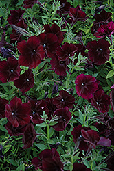 Debonair Black Cherry Petunia (Petunia 'Debonair Black Cherry') at Lakeshore Garden Centres
